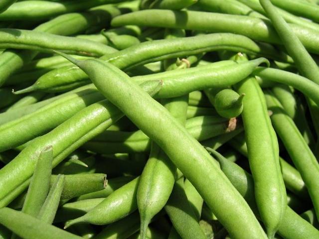 Bush beans: varieties + photo