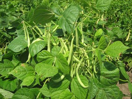 Bush beans: varieties + photo