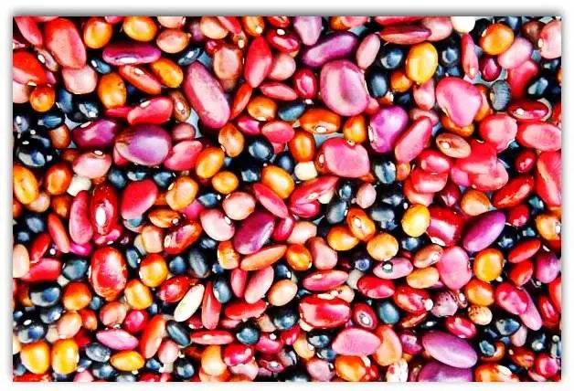 Bush beans: varieties + photo