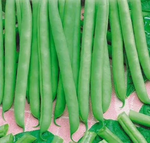 Bush beans: varieties + photo