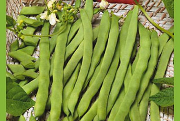 Bush beans: varieties + photo