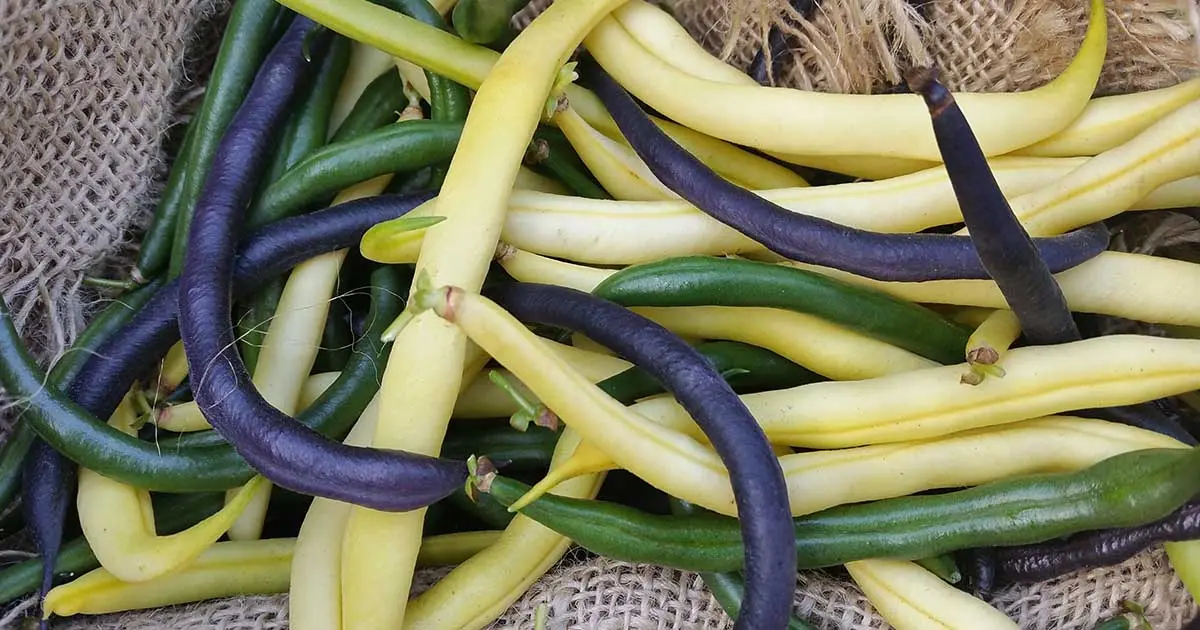 Bush beans: varieties + photo