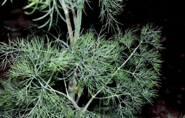 Bush dill: varieties with photos and descriptions, reviews