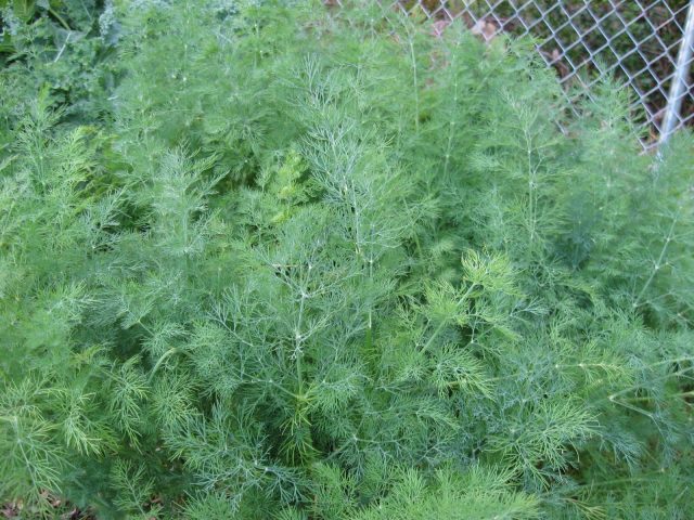 Bush dill: varieties with photos and descriptions, reviews