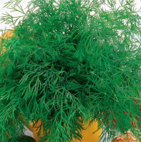 Bush dill: varieties with photos and descriptions, reviews