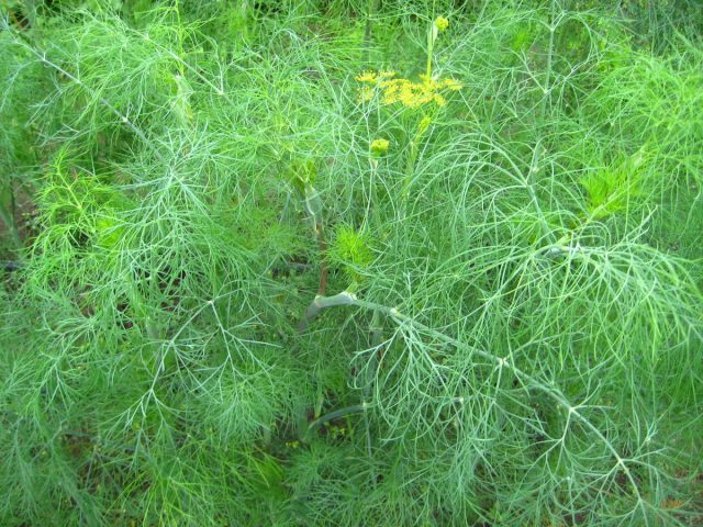 Bush dill: varieties with photos and descriptions, reviews