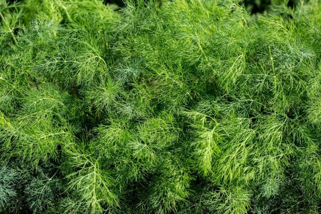 Bush dill: varieties with photos and descriptions, reviews