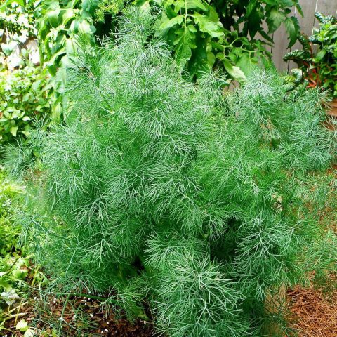 Bush dill: varieties with photos and descriptions, reviews