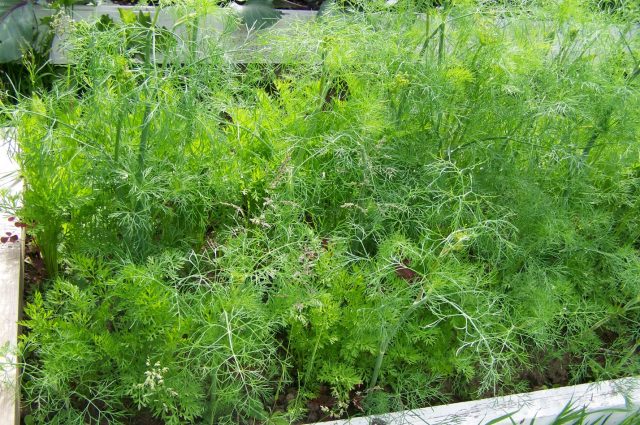 Bush dill: varieties with photos and descriptions, reviews