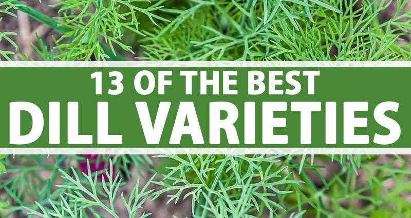 Bush dill: varieties with photos and descriptions, reviews