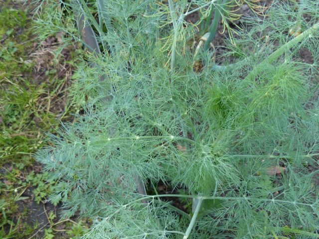 Bush dill: varieties with photos and descriptions, reviews