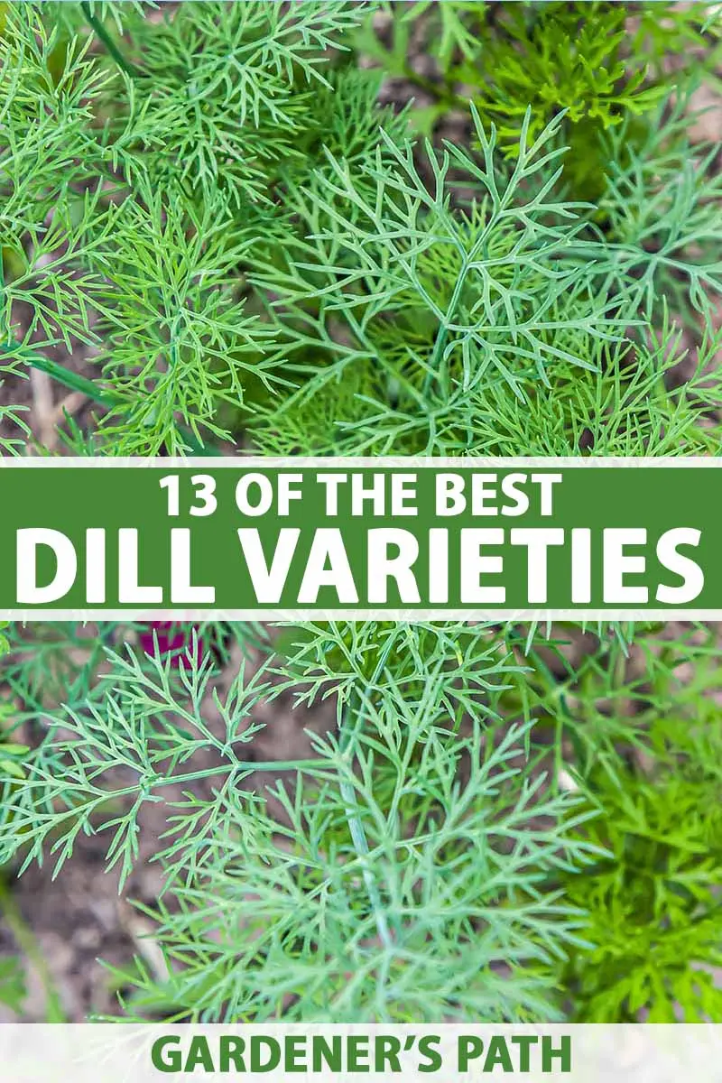 Bush dill: varieties with photos and descriptions, reviews