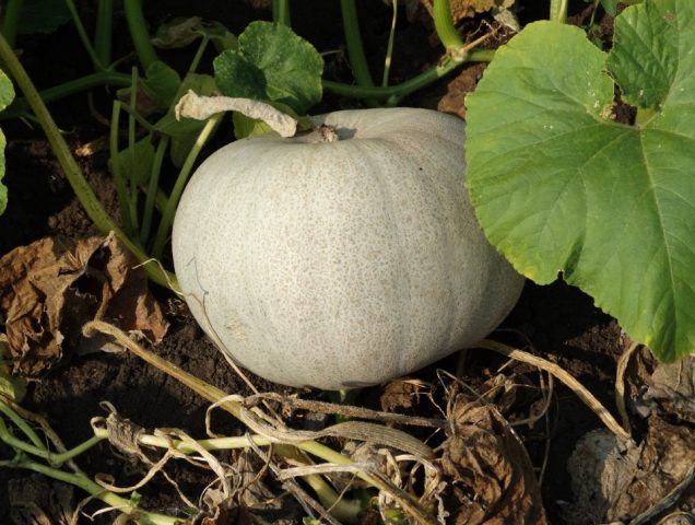 Bush pumpkin: varieties with descriptions and photos, reviews