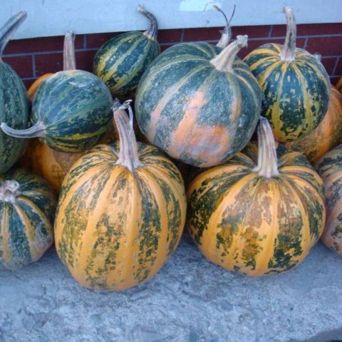 Bush pumpkin: varieties with descriptions and photos, reviews