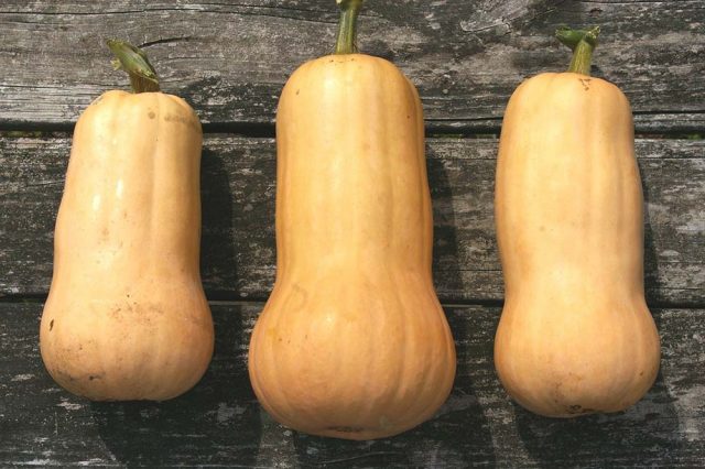 Bush pumpkin: varieties with descriptions and photos, reviews