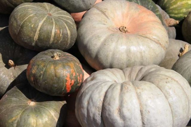 Bush pumpkin: varieties with descriptions and photos, reviews