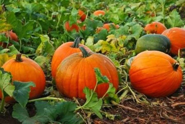 Bush pumpkin: varieties with descriptions and photos, reviews