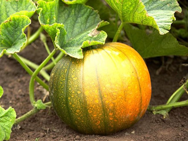 Bush pumpkin: varieties with descriptions and photos, reviews