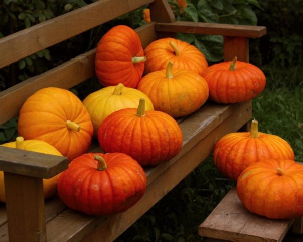 Bush pumpkin: varieties with descriptions and photos, reviews