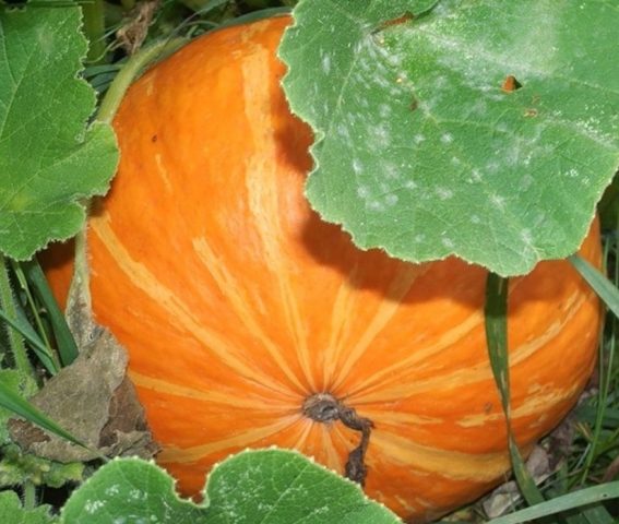 Bush pumpkin: varieties with descriptions and photos, reviews