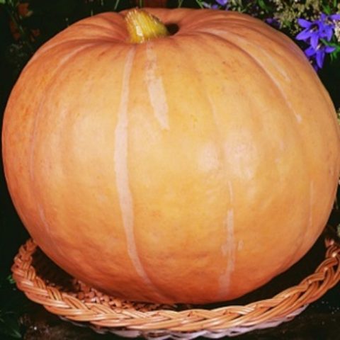 Bush pumpkin: varieties with descriptions and photos, reviews