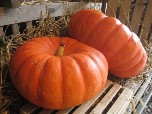 Bush pumpkin: varieties with descriptions and photos, reviews