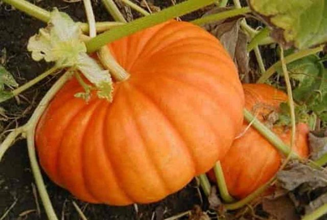 Bush pumpkin: varieties with descriptions and photos, reviews