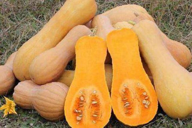 Bush pumpkin: varieties with descriptions and photos, reviews