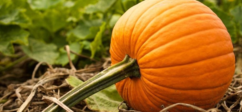 Bush pumpkin: varieties with descriptions and photos, reviews