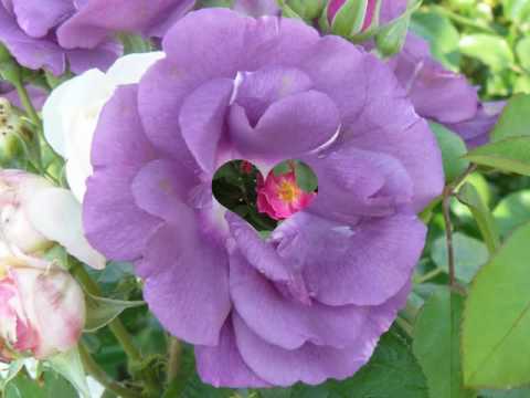 Bush rose Bombastic 