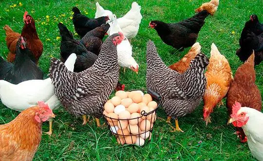 Business plan for breeding laying hens