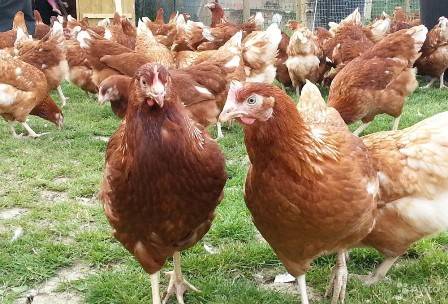 Business plan for breeding laying hens