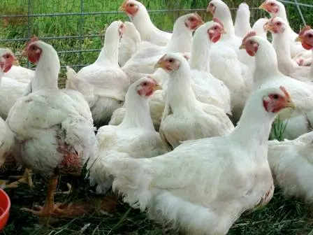 Business plan for breeding laying hens