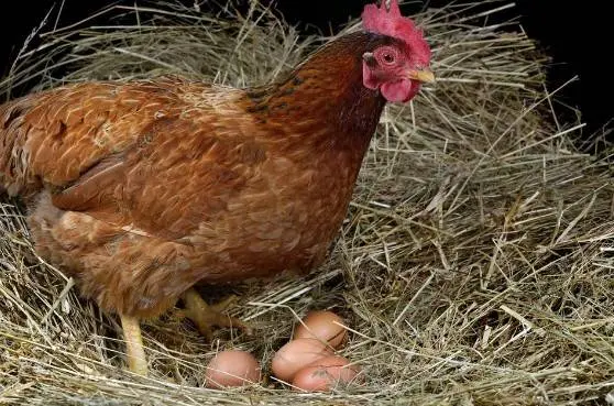 Business plan for breeding laying hens