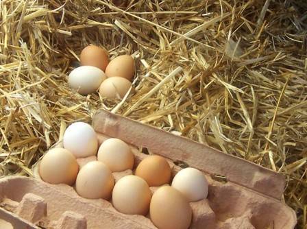 Business plan for breeding laying hens