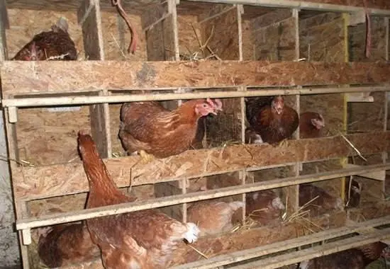 Business plan for breeding laying hens