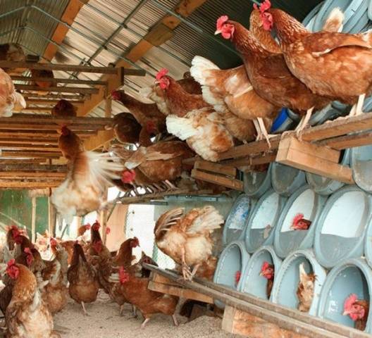 Business plan for breeding laying hens