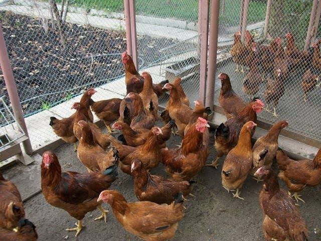 Business plan for breeding laying hens