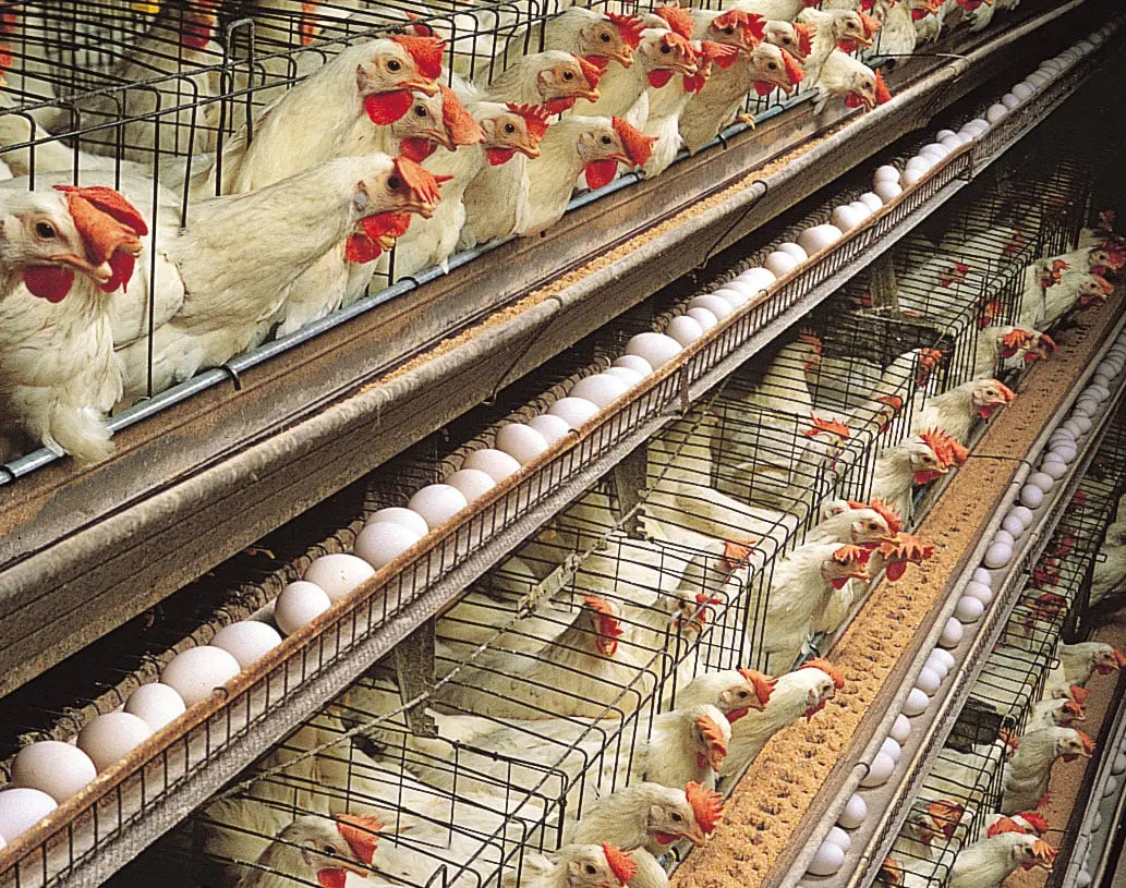 Business plan for breeding laying hens