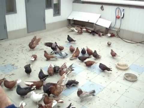 Butt pigeons: video, breeds