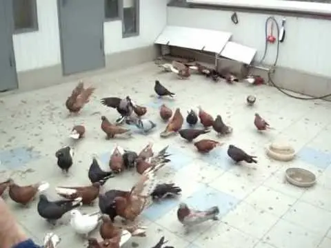 Butt pigeons: video, breeds