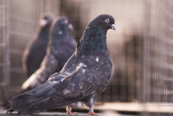 Butt pigeons: video, breeds