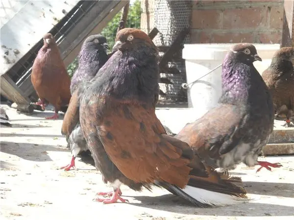 Butt pigeons: video, breeds