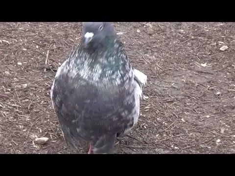 Butt pigeons: video, breeds