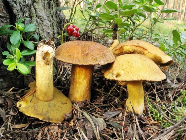 Butter mushrooms: photo and description, poisonous counterparts similar to edible ones, differences