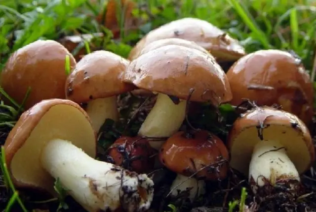 Butter mushrooms: photo and description, poisonous counterparts similar to edible ones, differences