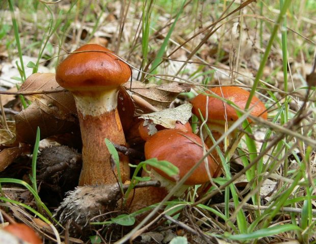 Butter mushrooms: photo and description, poisonous counterparts similar to edible ones, differences