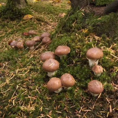 Butter mushrooms: photo and description, poisonous counterparts similar to edible ones, differences