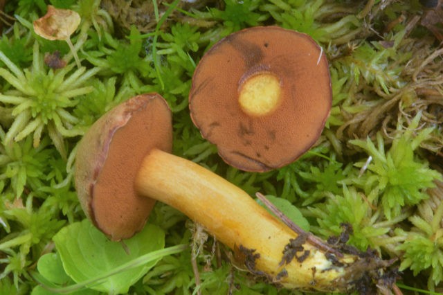 Butter mushrooms: photo and description, poisonous counterparts similar to edible ones, differences