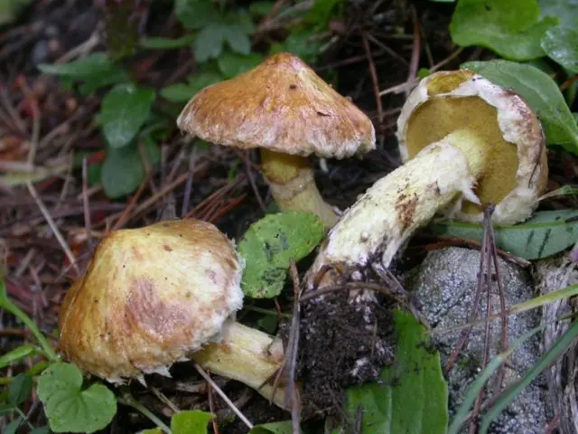 Butter mushrooms: photo and description, poisonous counterparts similar to edible ones, differences